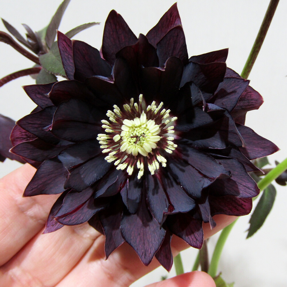 楽天市場】クリスマスローズ 開花株 広瀬園芸の通販