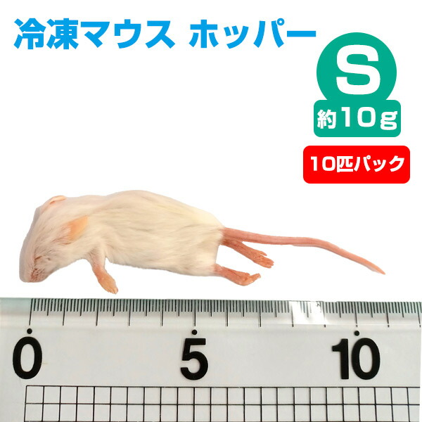 楽天市場】【冷凍】冷凍マウス ホッパー Sサイズ（約10g）10匹パック