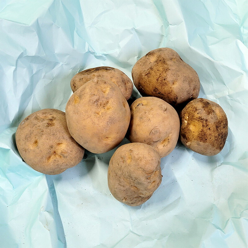 ロンパパ 種芋 10kg箱込み ロンパパ 種芋 10kg箱込み 2026年2月 種の