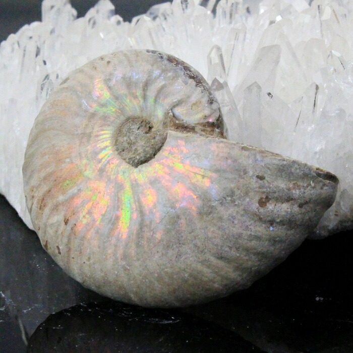 楽天市場】【高品質マダガスカル産 一点物】アンモナイト 化石 にじ