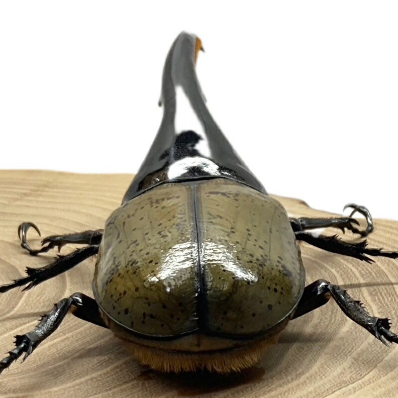 楽天市場】ヘラクレスオオカブト 【ヘラクレスヘラクレス】 オス単品