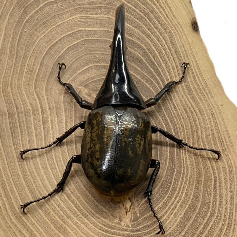楽天市場】ヘラクレスオオカブト 【ヘラクレスヘラクレス】 オス単品