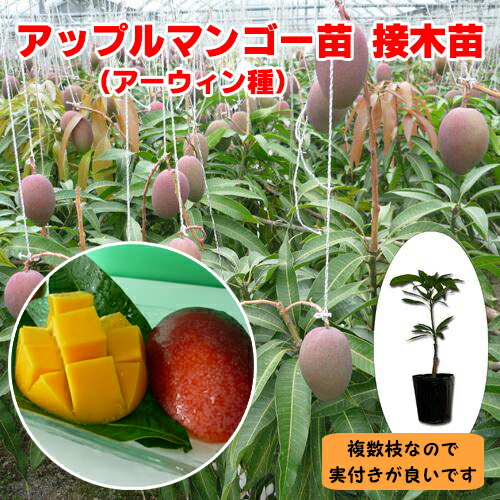 楽天市場】【ZILLマンゴー苗木1本 3〜4年生 6号ポット苗】鹿児島県