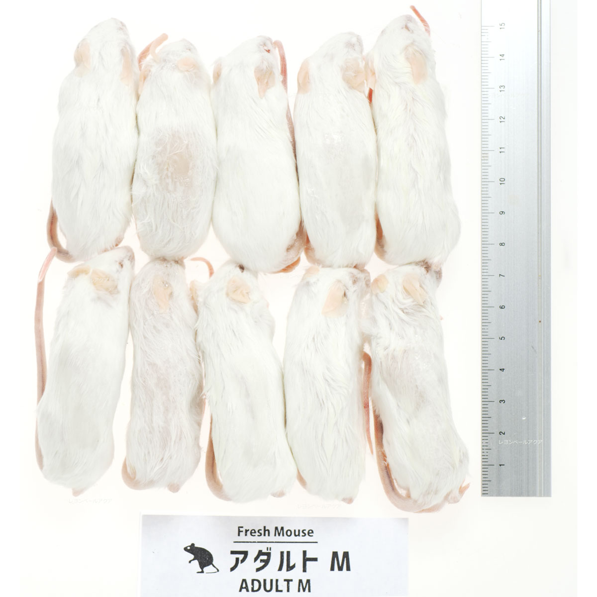 楽天市場】冷凍マウス アダルトの通販