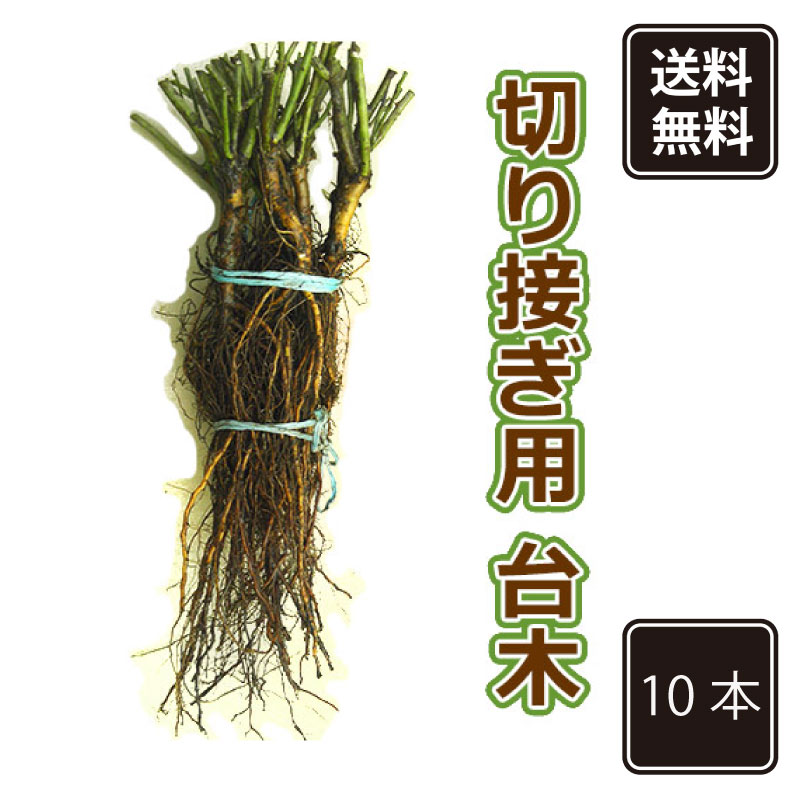 楽天市場】バラ 台木の通販