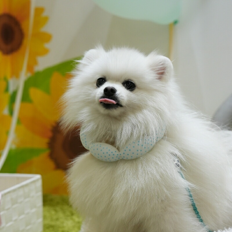 楽天市場】SUO(R) 公式 2026年新商品 Made ln Japan 神戸 の自社工場で