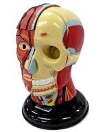 楽天市場】人体解剖図（コレクション｜ホビー）の通販