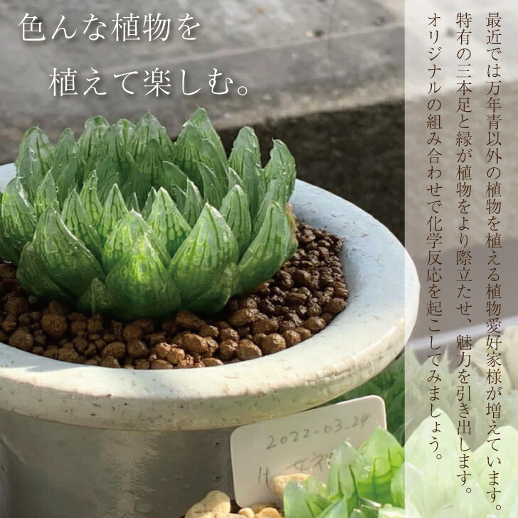 楽天市場】◇万年青鉢（おもと鉢）◇愛楽園製 錦鉢 万年青専門店 春光