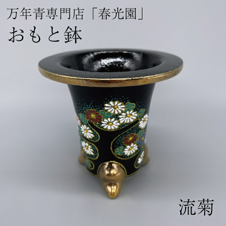 楽天市場】◇万年青鉢（おもと鉢）◇愛楽園製 錦鉢 万年青専門店 春光