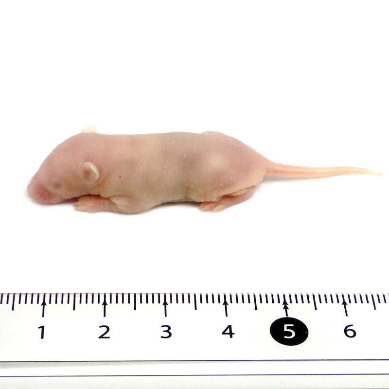 楽天市場】国産冷凍マウス ピンクL 20匹 SAfarm : SAfarm 楽天市場店