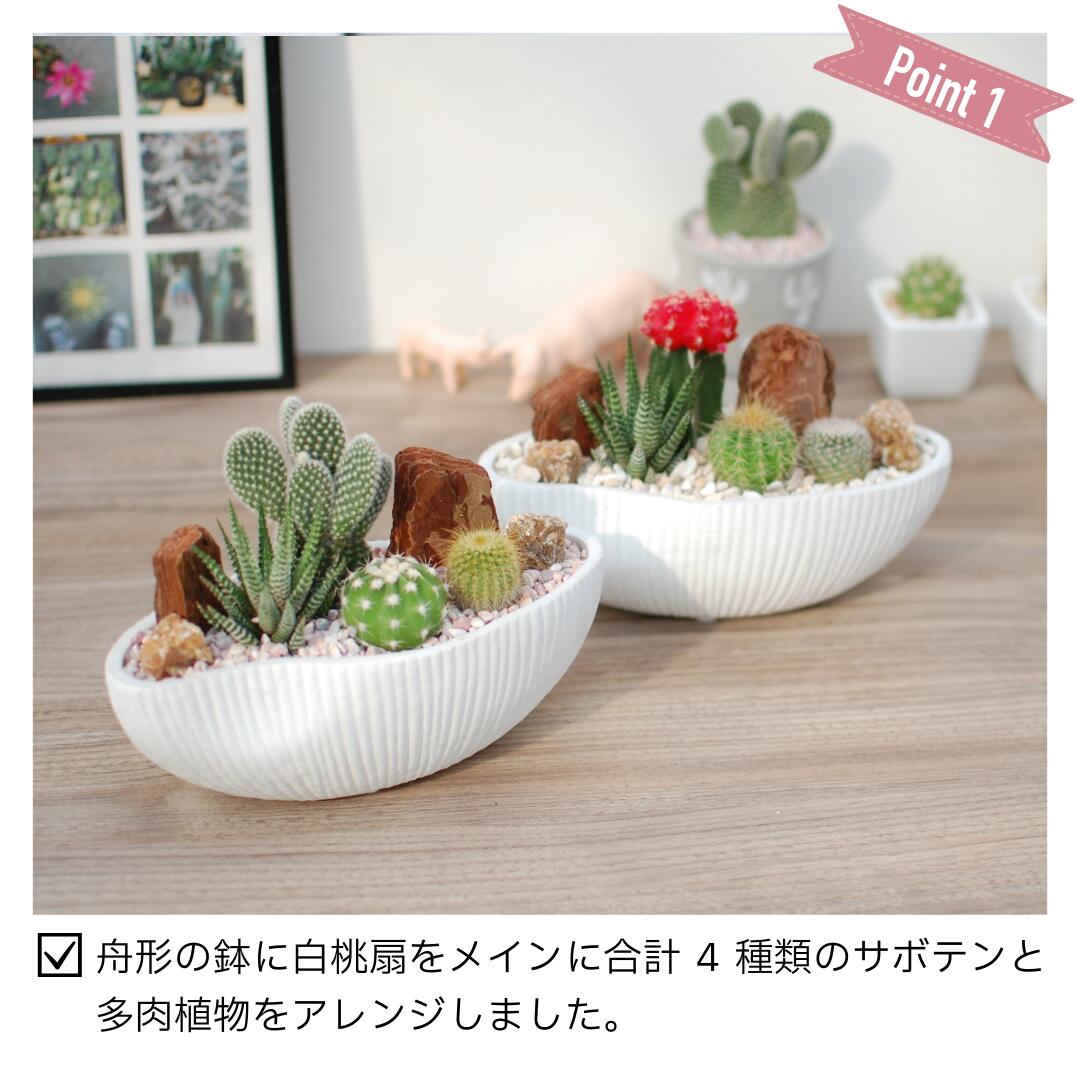 楽天市場】【バニーカクタス入り】 サボテン 多肉植物 4種類 寄せ植え