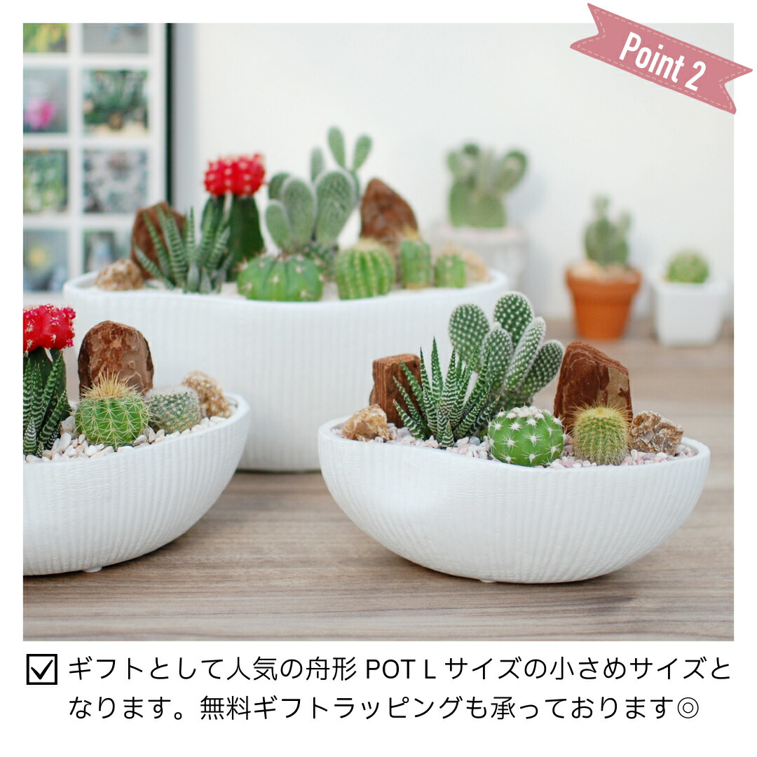 楽天市場】【バニーカクタス入り】 サボテン 多肉植物 4種類 寄せ植え