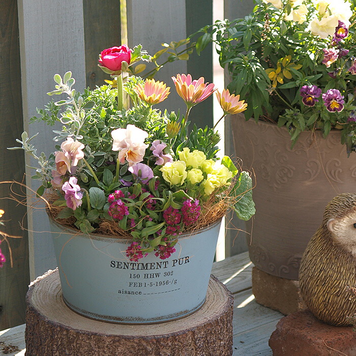 楽天市場】園芸専門店のブリキの寄せ植え ギフト ワンランク上 送料