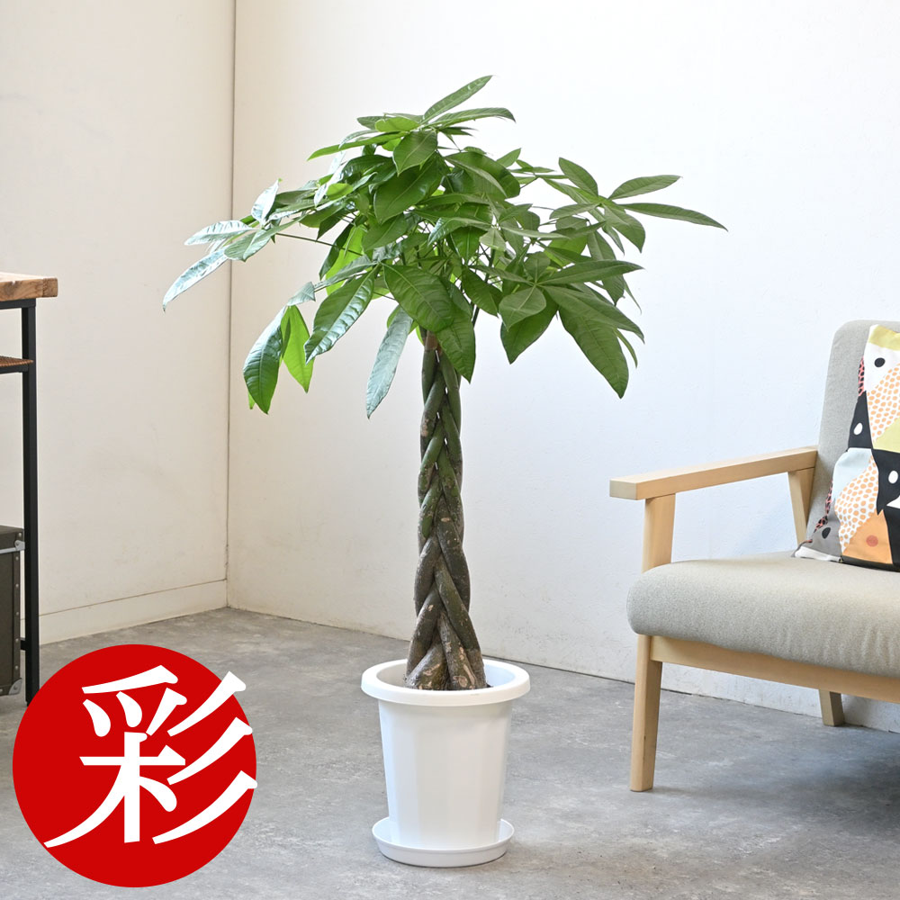 楽天市場】パキラ 8号鉢 観葉植物 大型 鉢カバーオプション 本物 観葉