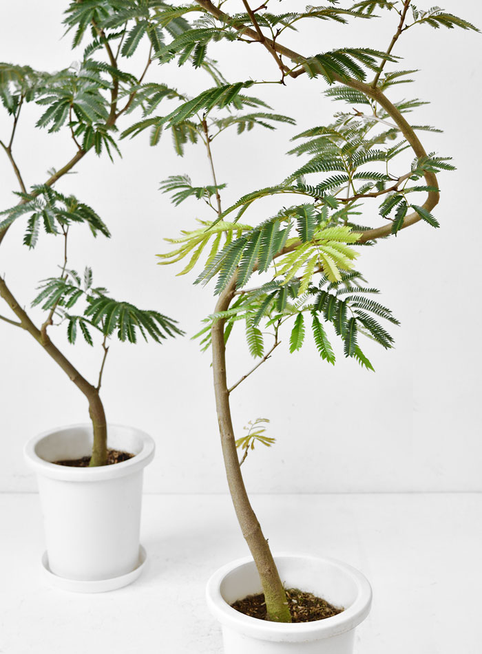 楽天市場】【土日限定ポイント2倍】観葉植物 エバーフレッシュ 8号鉢