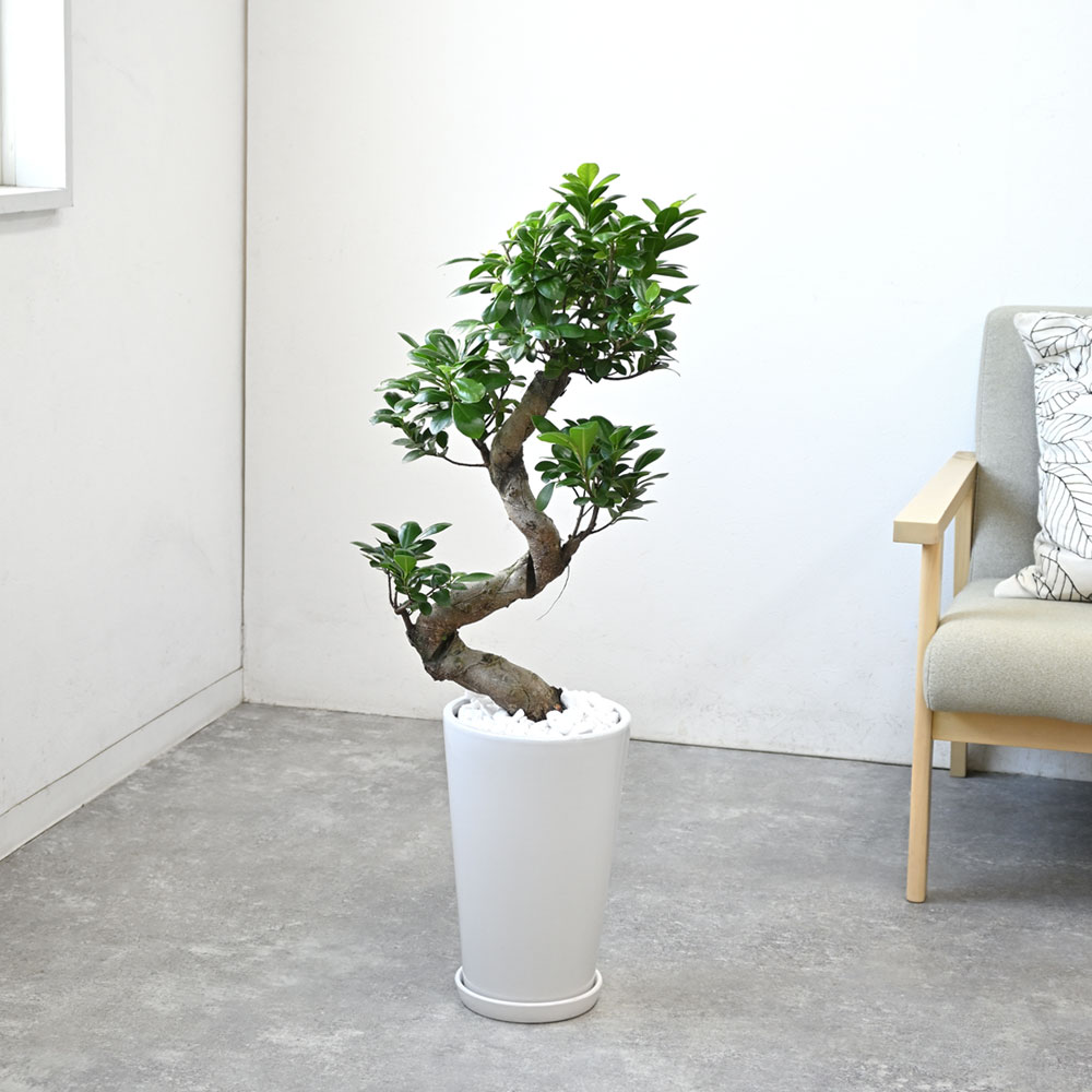 楽天市場】ガジュマル（昇り竜）シャイニーホワイト ラウンドポット