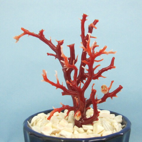 楽天市場】高知沖産血赤珊瑚 拝見 原木 置物（艶出し加工済み）飾り