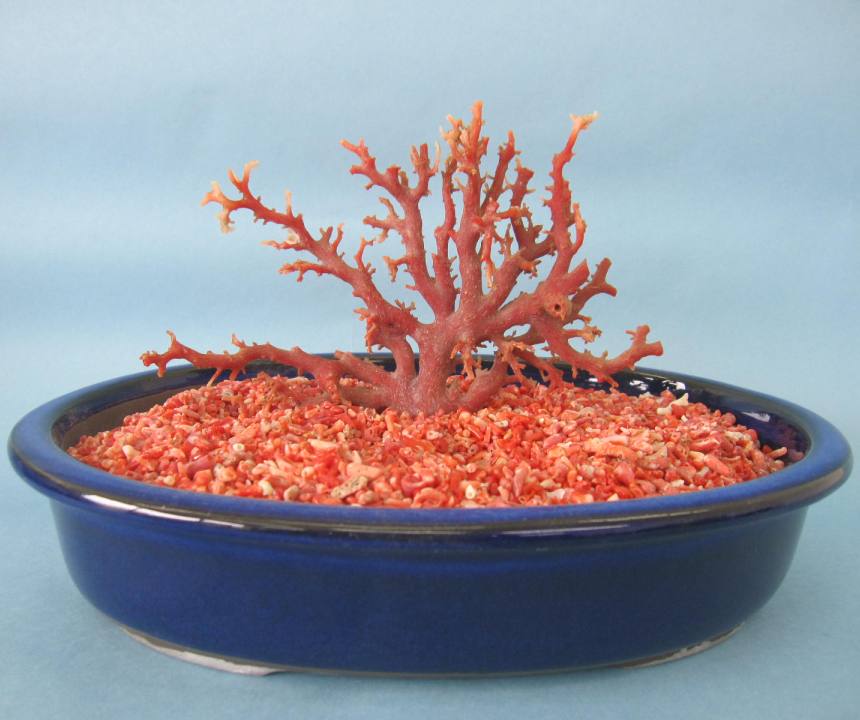 楽天市場】 原木拝見 : 珊瑚職人館ー土佐