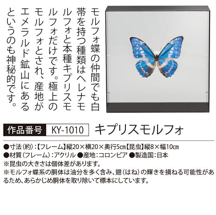楽天市場】世界の珍しい本物の昆虫標本コレクション 第2弾 「キプリス