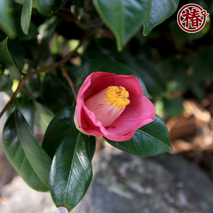 楽天市場】藤衣・ふじごろも15cmポット挿木苗・桃紫色～藤色を帯びる