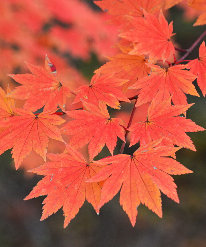 楽天市場】コハウチワカエデ株立ち 18cmポット 高さ1.2m〜1.5m