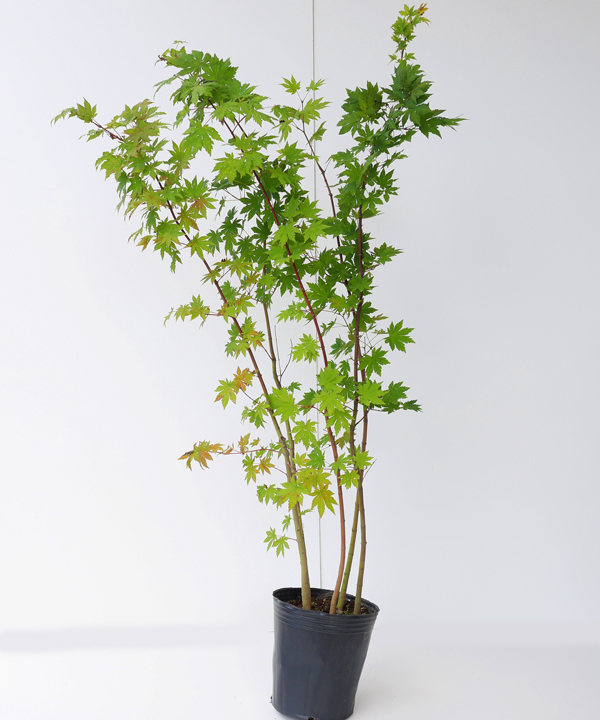 楽天市場】コハウチワカエデ株立ち 18cmポット 高さ1.2m〜1.5m
