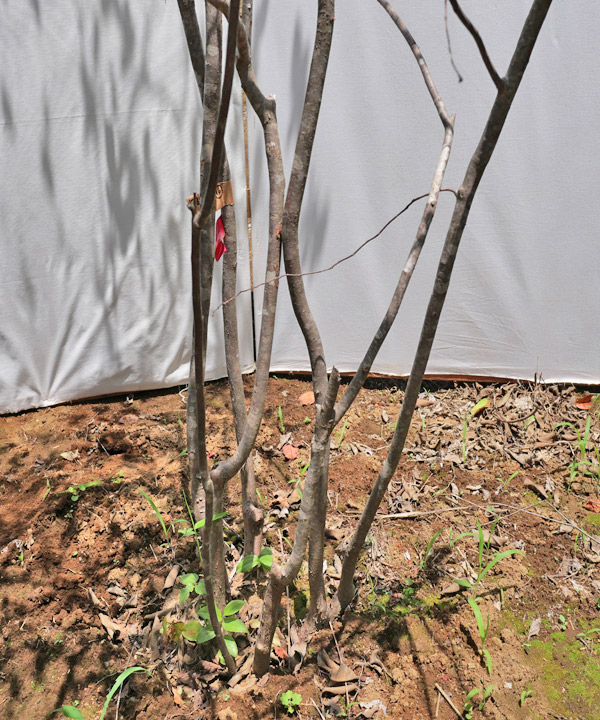 楽天市場】【不在置きOK限定販売価格】ナツハゼ（山採りもの）2.7m程度