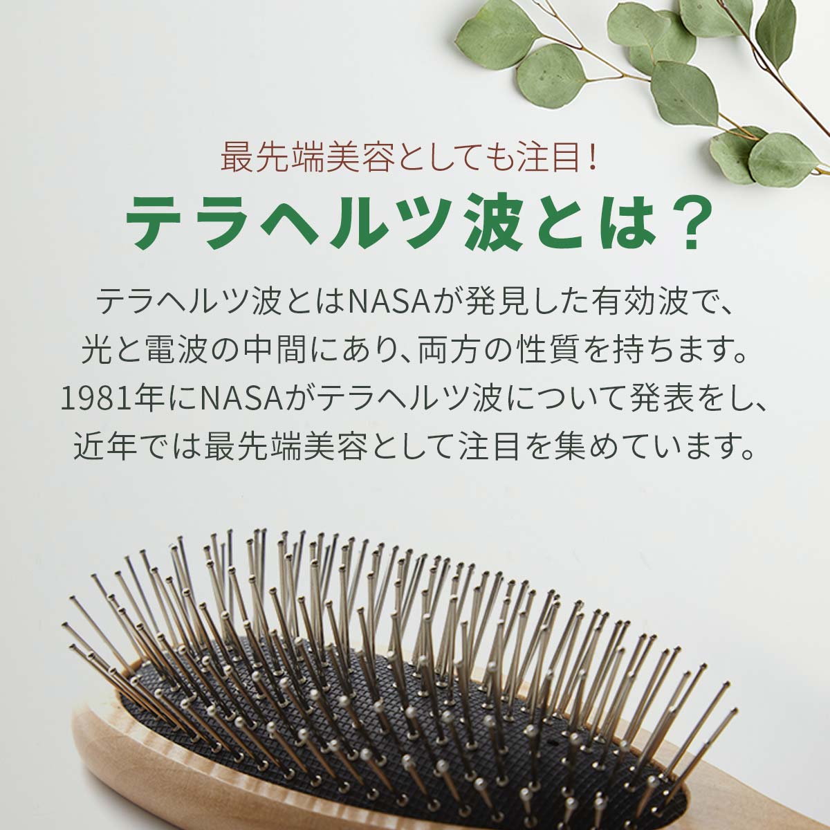 楽天市場】正規品 TERA BRUSH テラブラシ 21.5cm 木製 ヘアーブラシ