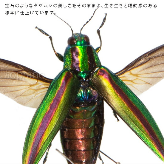 楽天市場】昆虫標本 タマムシ展翅 メタリック調ライトフレーム 15×12cm