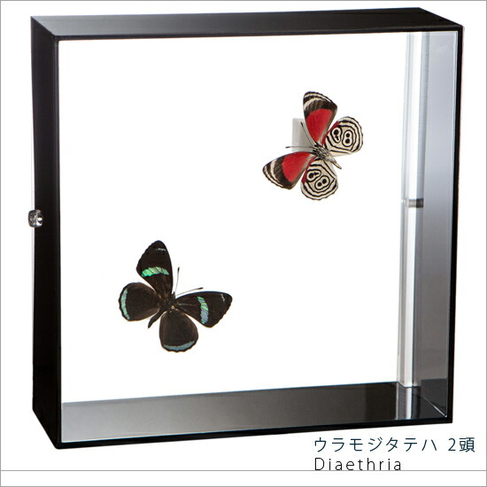 楽天市場】昆虫標本 蝶の標本 ウラモジタテハ 2頭 アクリルフレーム