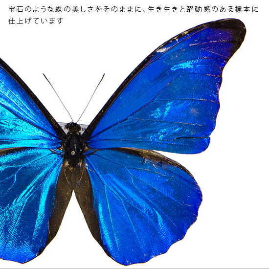 楽天市場】昆虫標本 蝶の標本 レテノールモルフォ メタリック調ライト