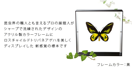 楽天市場】昆虫標本 蝶の標本 ロスチャイルドトリバネアゲハ アクリル