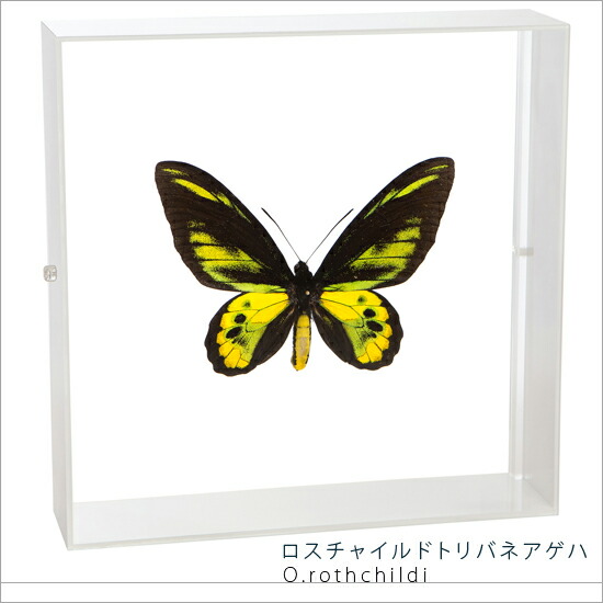 楽天市場】昆虫標本 蝶の標本 ロスチャイルドトリバネアゲハ アクリル