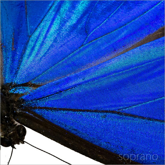 楽天市場】昆虫標本 蝶の標本 アナクシビアモルフォ アクリルフレーム