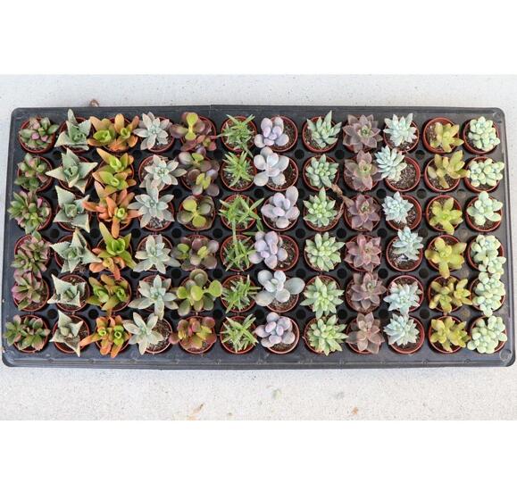 楽天市場】多肉植物 1寸 (1号 3cmポット) ケース売り 72個～216個