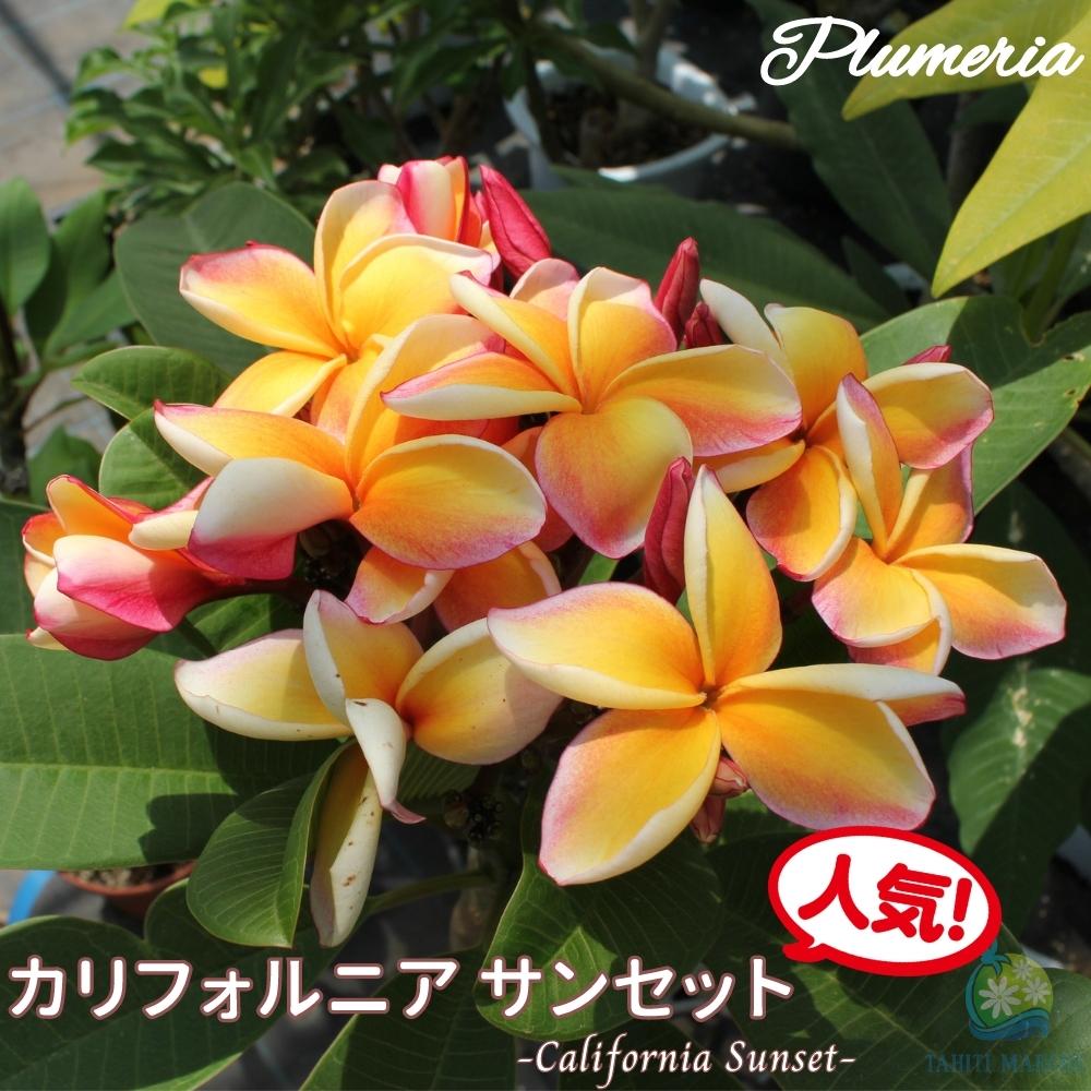 楽天市場】プルメリア カリフォルニアサンセット Aグレード苗 5号鉢