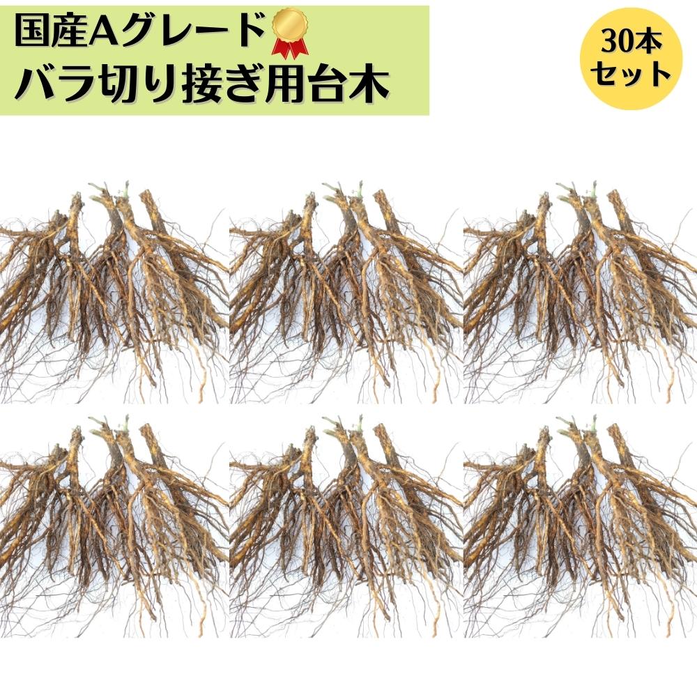 バラ台木専用出品 冬季限定 自家製の台木｜バラ苗の通販の篠宮バラ園