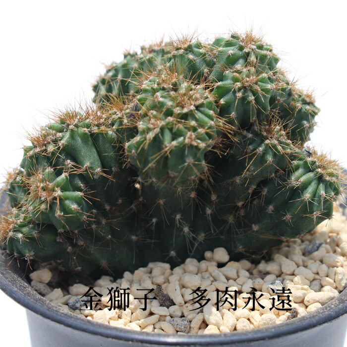 楽天市場】多肉 綴化（高さ（植物）～ 70.9cm）の通販