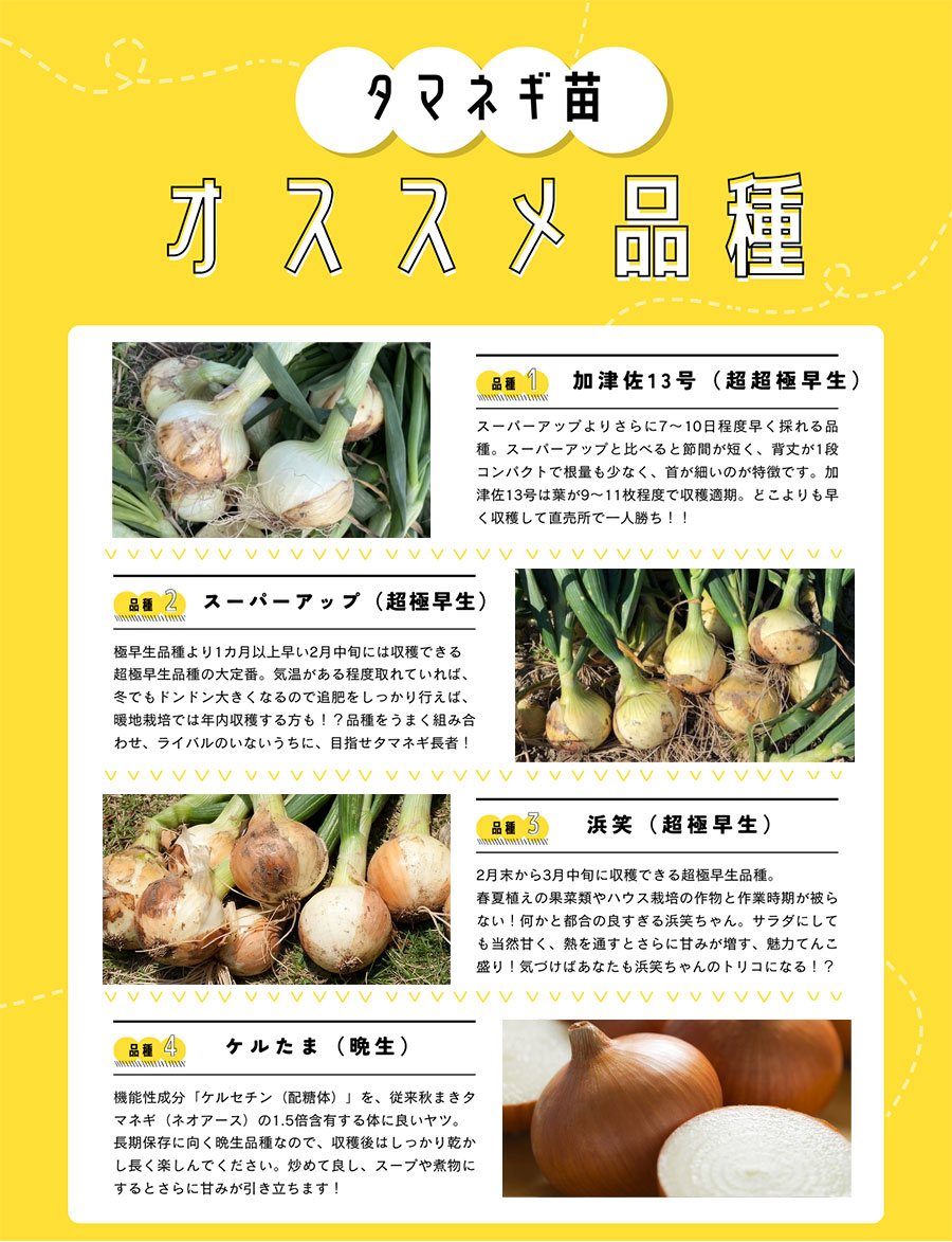 楽天市場】【てしまの苗】 タマネギセル苗 200穴セル（190本保障） 10