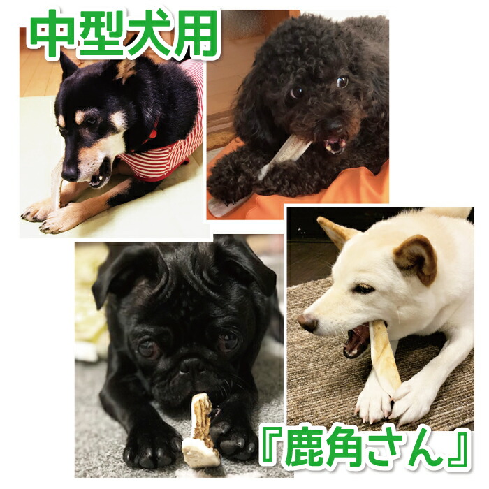 楽天市場】【中型犬用 蝦夷鹿の角】犬のおもちゃ『鹿角さん』 髄出し