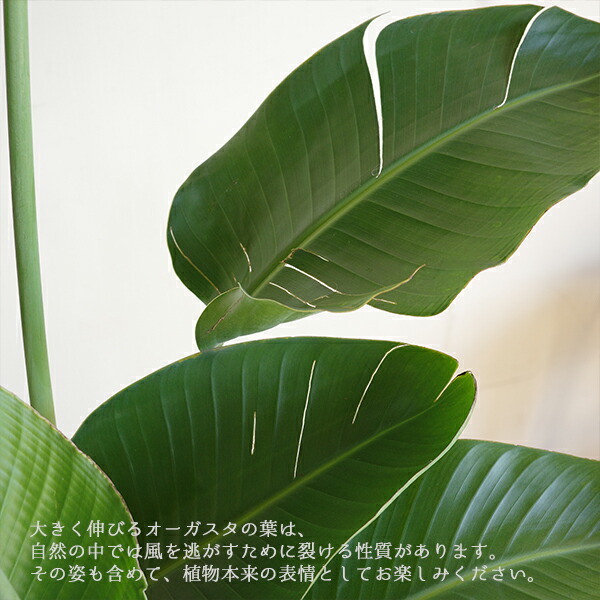 楽天市場】観葉植物 大型 オーガスタ ストレリチア 大鉢 10号 法人様