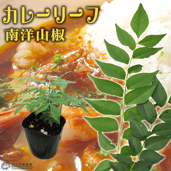 楽天市場】カレーの木 『 カレーリーフ 』 9cmポット苗 （ ナンヨウ