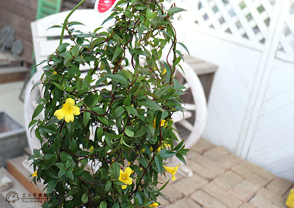 楽天市場】カロライナジャスミン 6号鉢植え : 花と緑の専門店 土っ子倶楽部