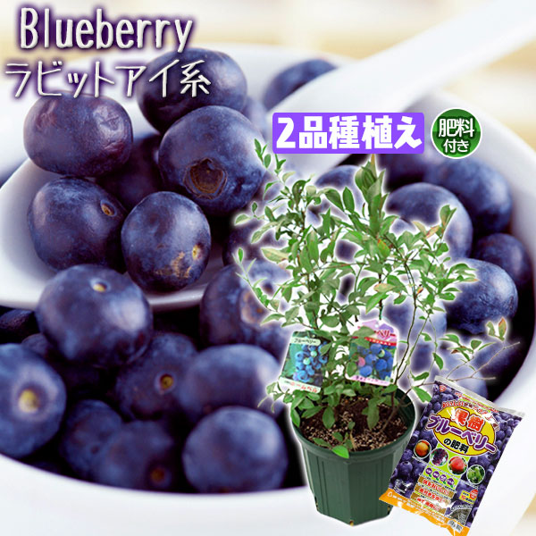 楽天市場】ブルーベリー 『 ラビットアイ系 2品種 植え 』 8号スリット