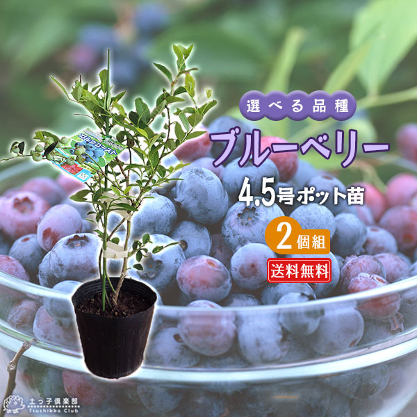 楽天市場】ブルーベリー 苗木 （ 3年生 ） 4.5号ポット苗 【 送料無料