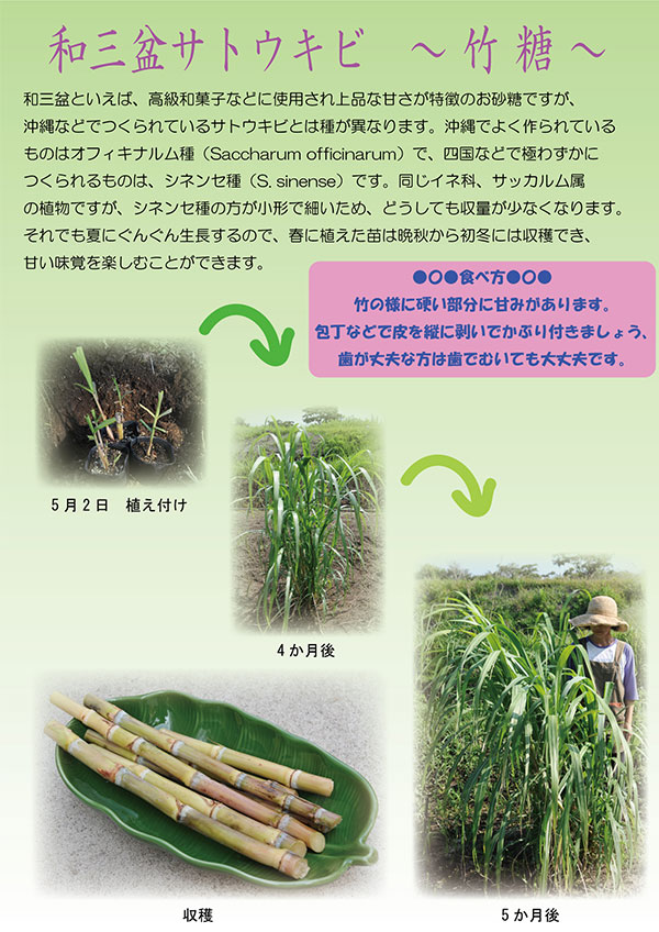 楽天市場】和三盆 サトウキビ （ 竹糖 ） 10.5cmポット苗 : 花と緑の