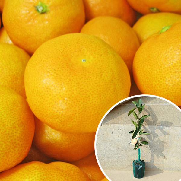 楽天市場】みかん 苗木 【田口早生 （たぐちわせ）】 3年生 接ぎ木 約