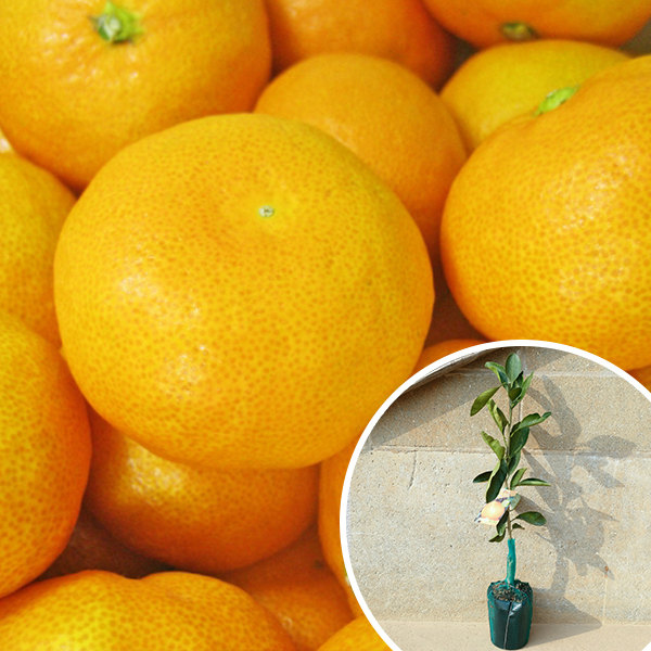 楽天市場】みかん 苗木 【田口早生 （たぐちわせ）】 3年生 接ぎ木 約