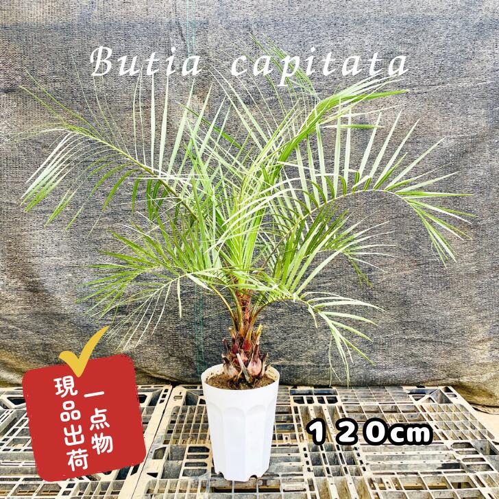 観葉植物 ココスヤシ」の人気商品一覧 | 安い商品を通販サイトから探す