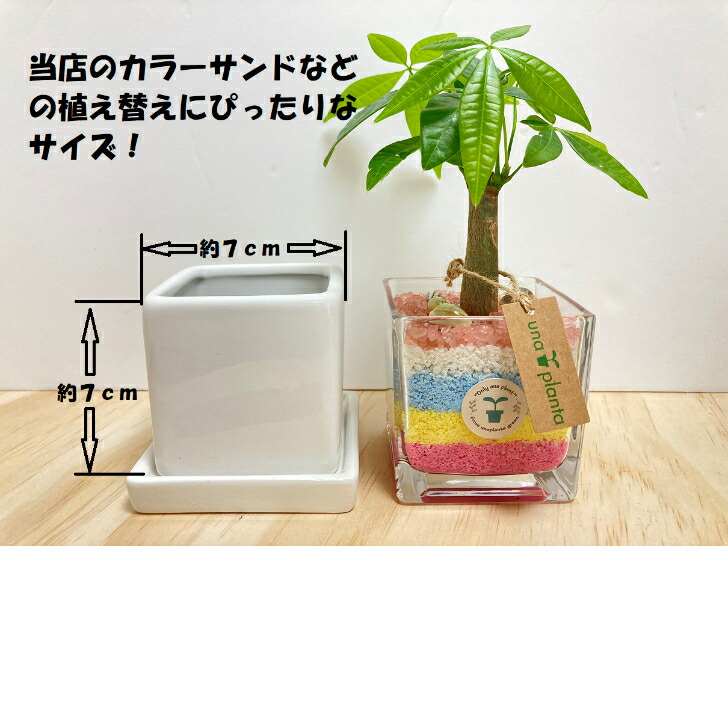 楽天市場】【観葉植物 ハイドロカルチャー 植え替えMセット】 観葉植物